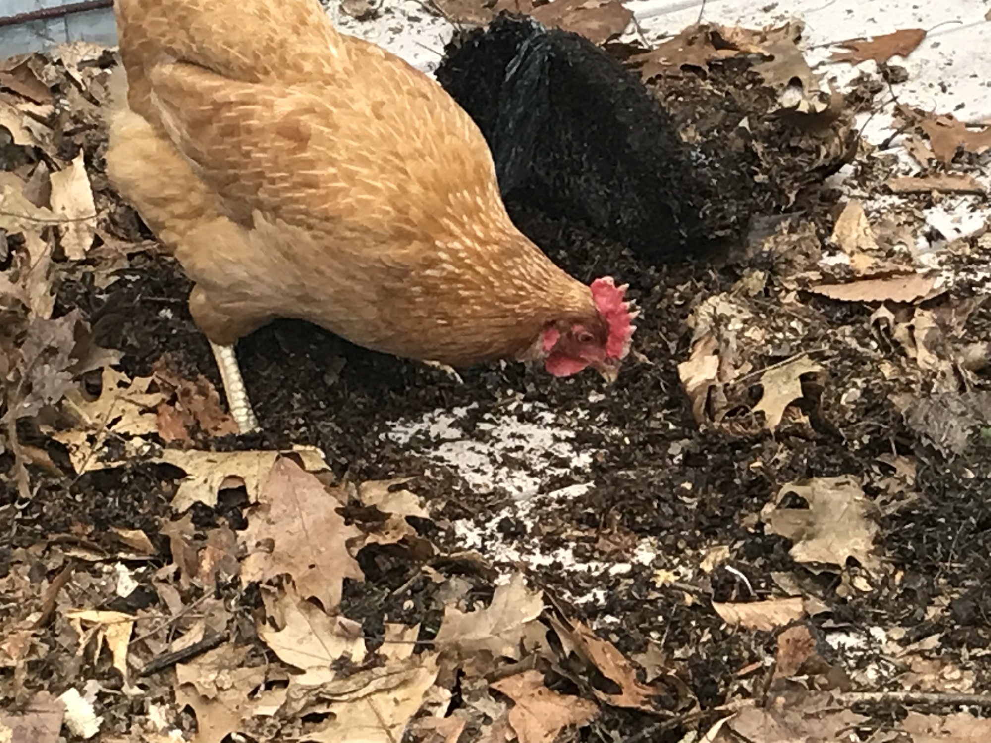 Enjoying mulch and dirt