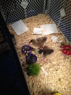 enjoying nightly lettuce