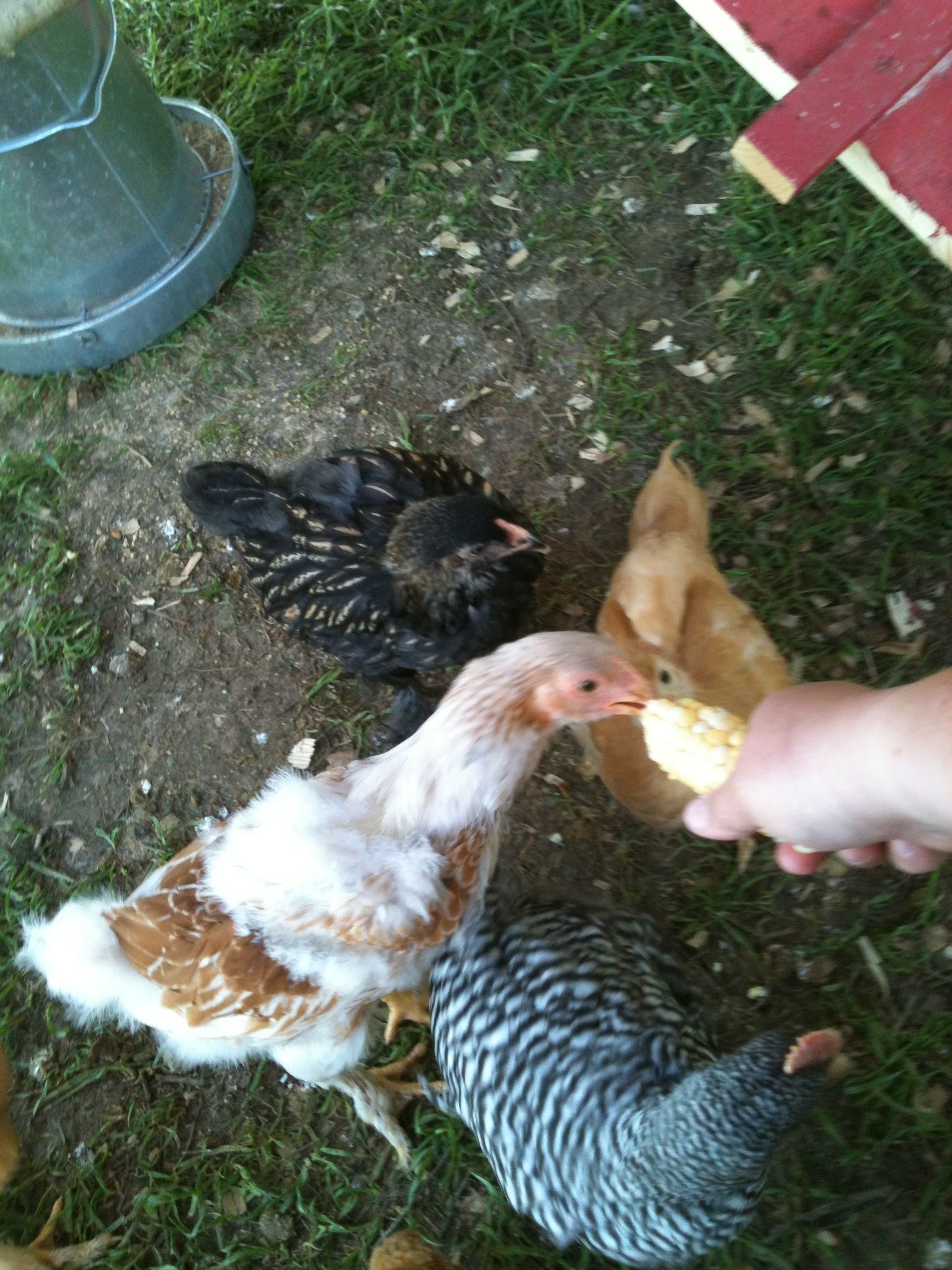 Enjoying some corn from last years garden!