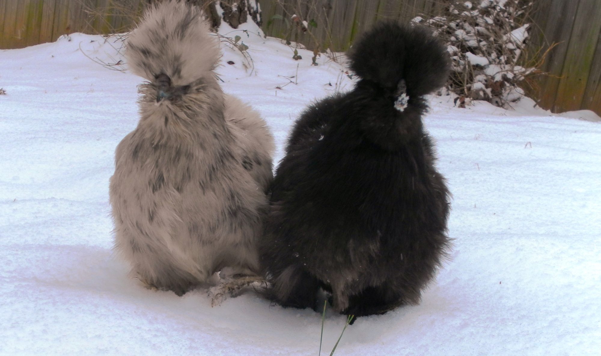 Enjoying some snow time.