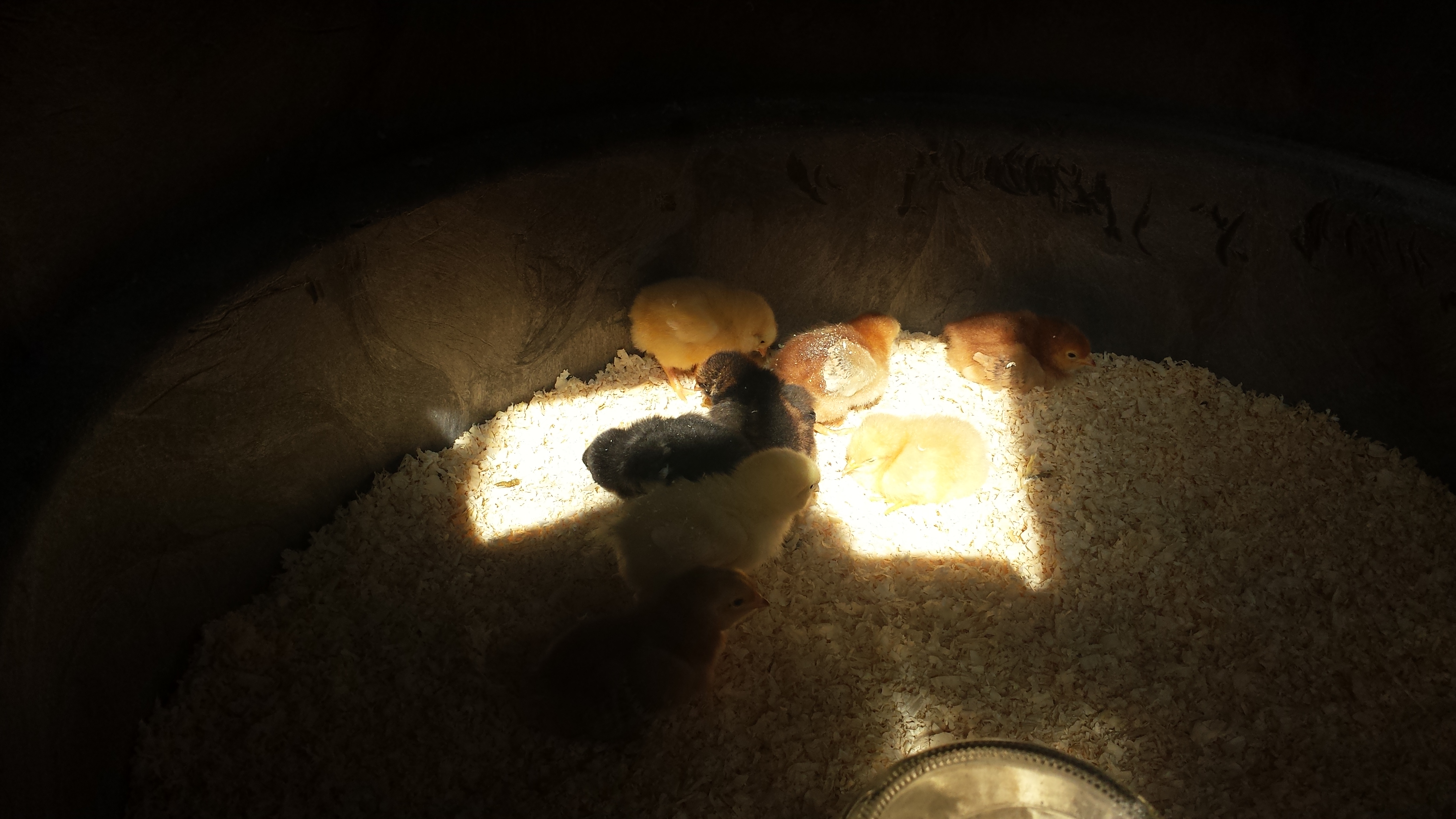 Enjoying some sunshine instead of the heat lamp