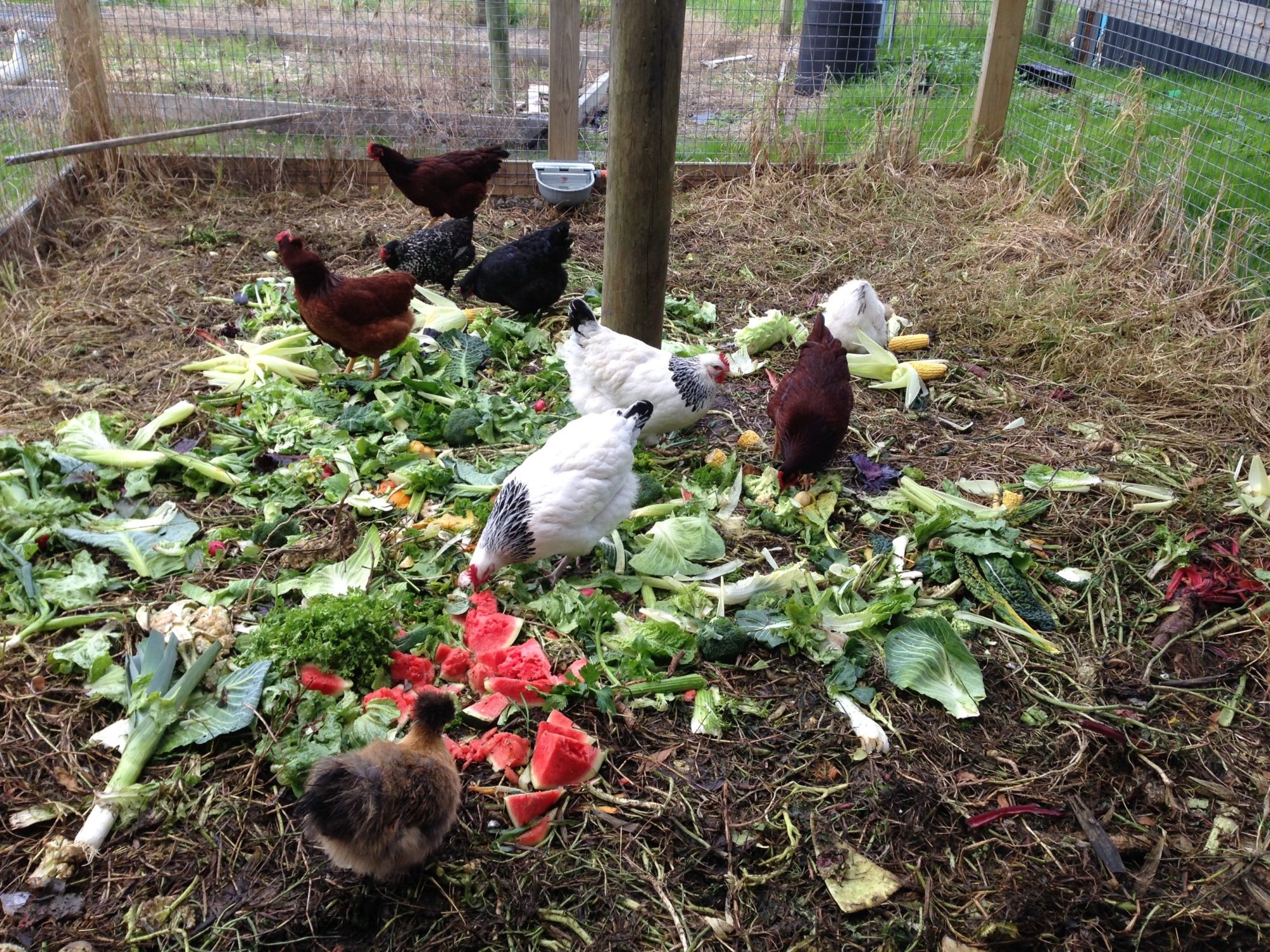 Enjoying the feast