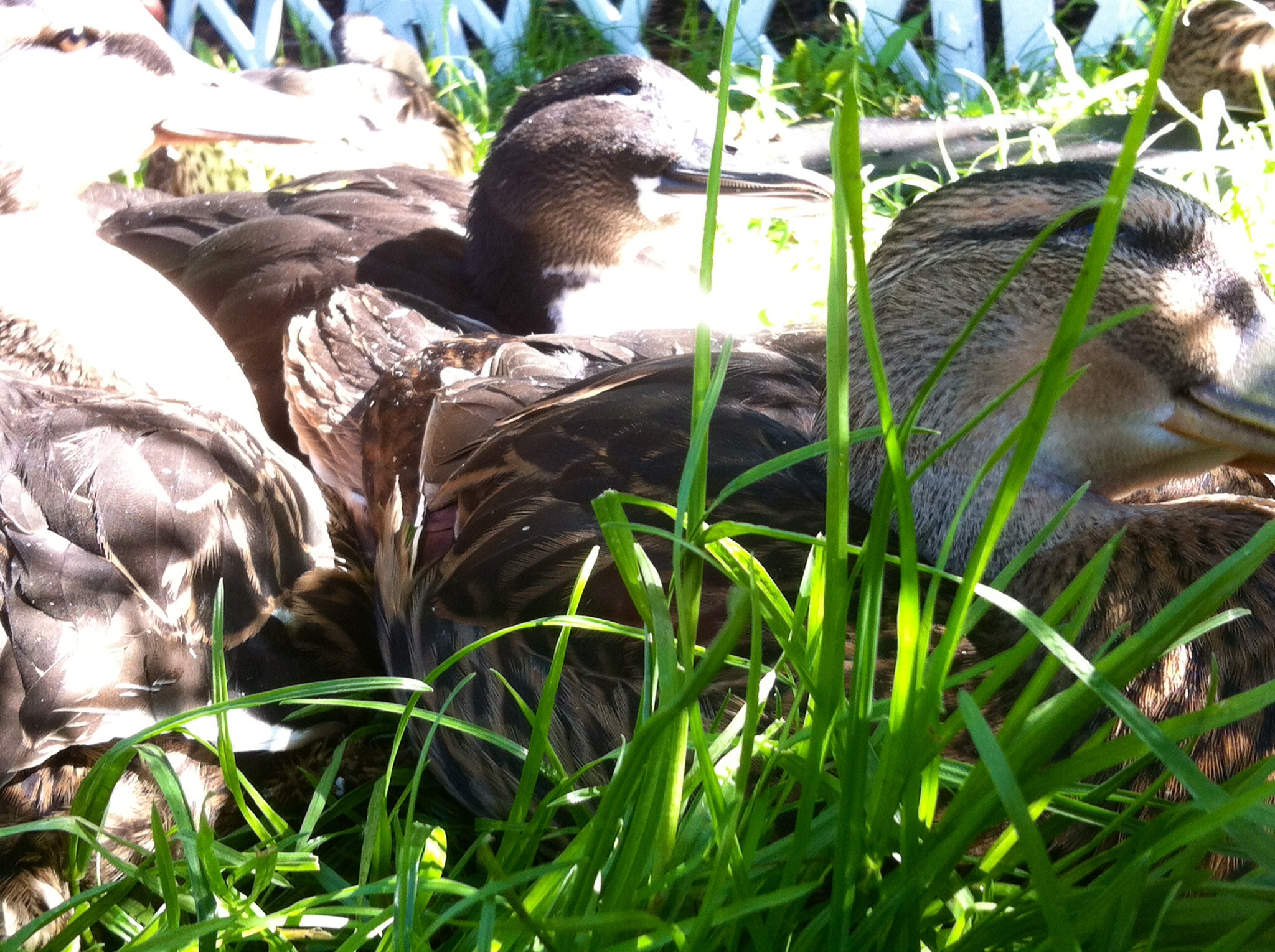 Enjoying the morning sun at 46 days old.