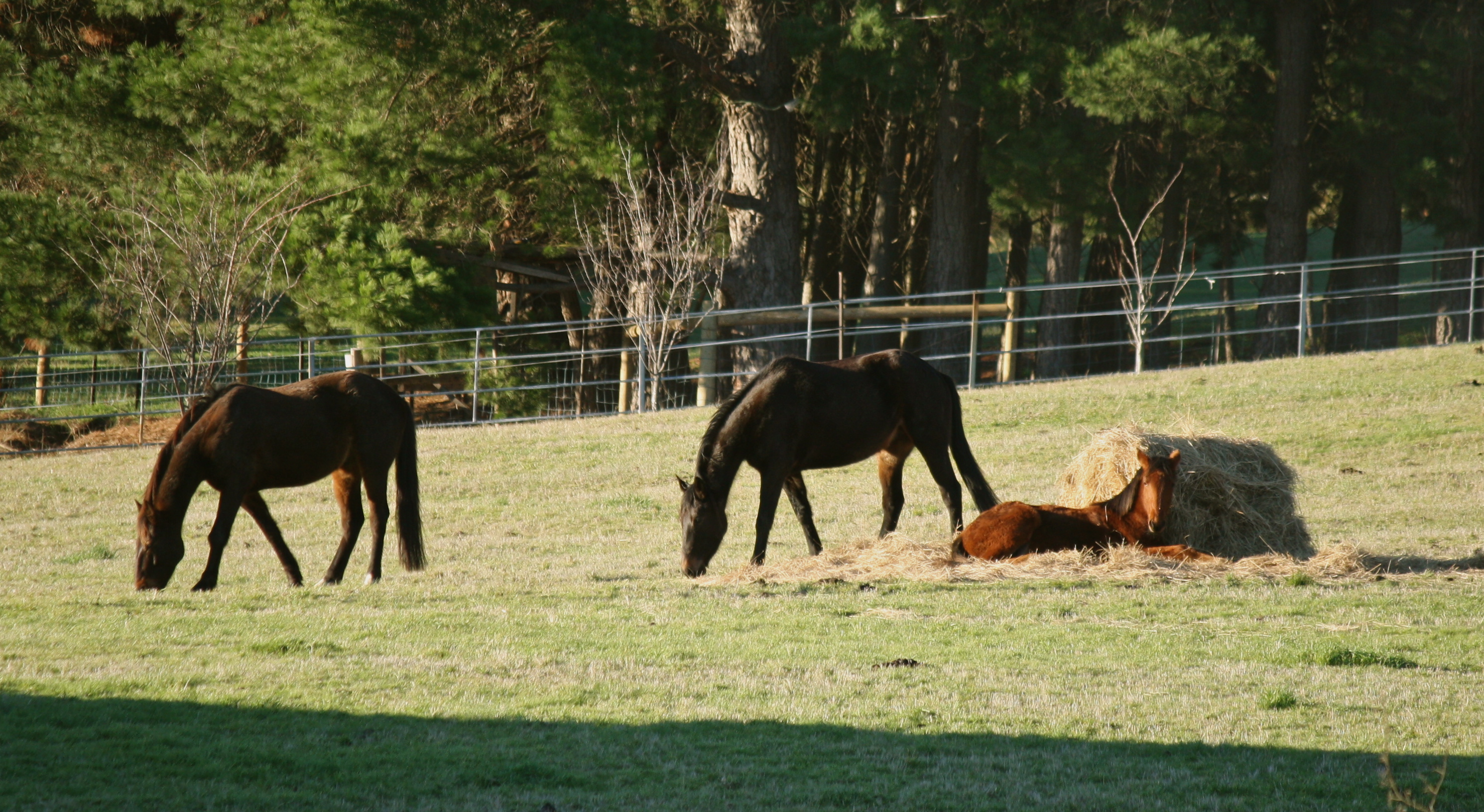 Enjoying the morning sun.