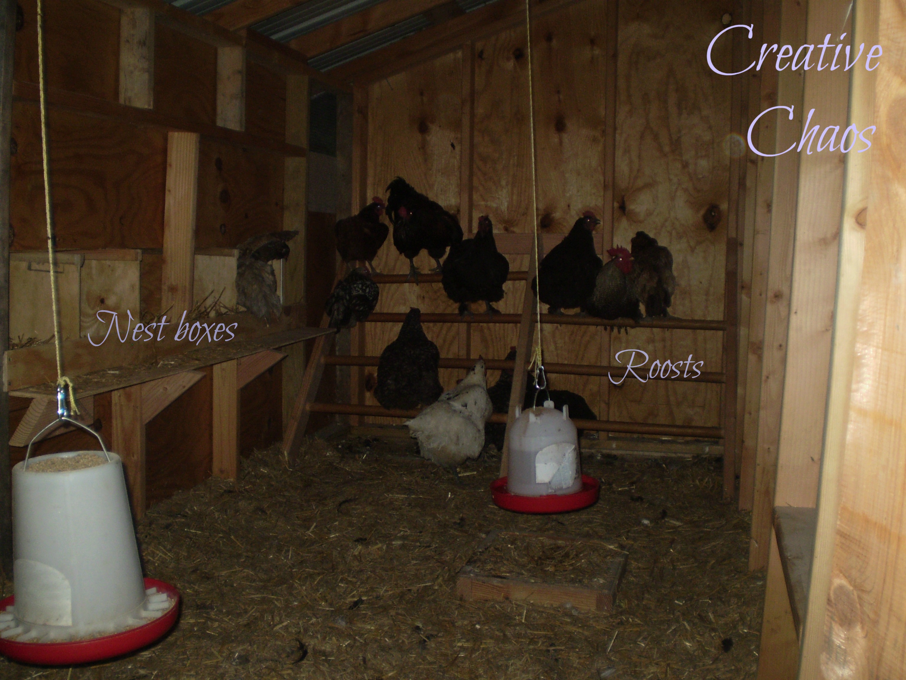 Enjoying the roosts The coop is 6ft X 12ft.