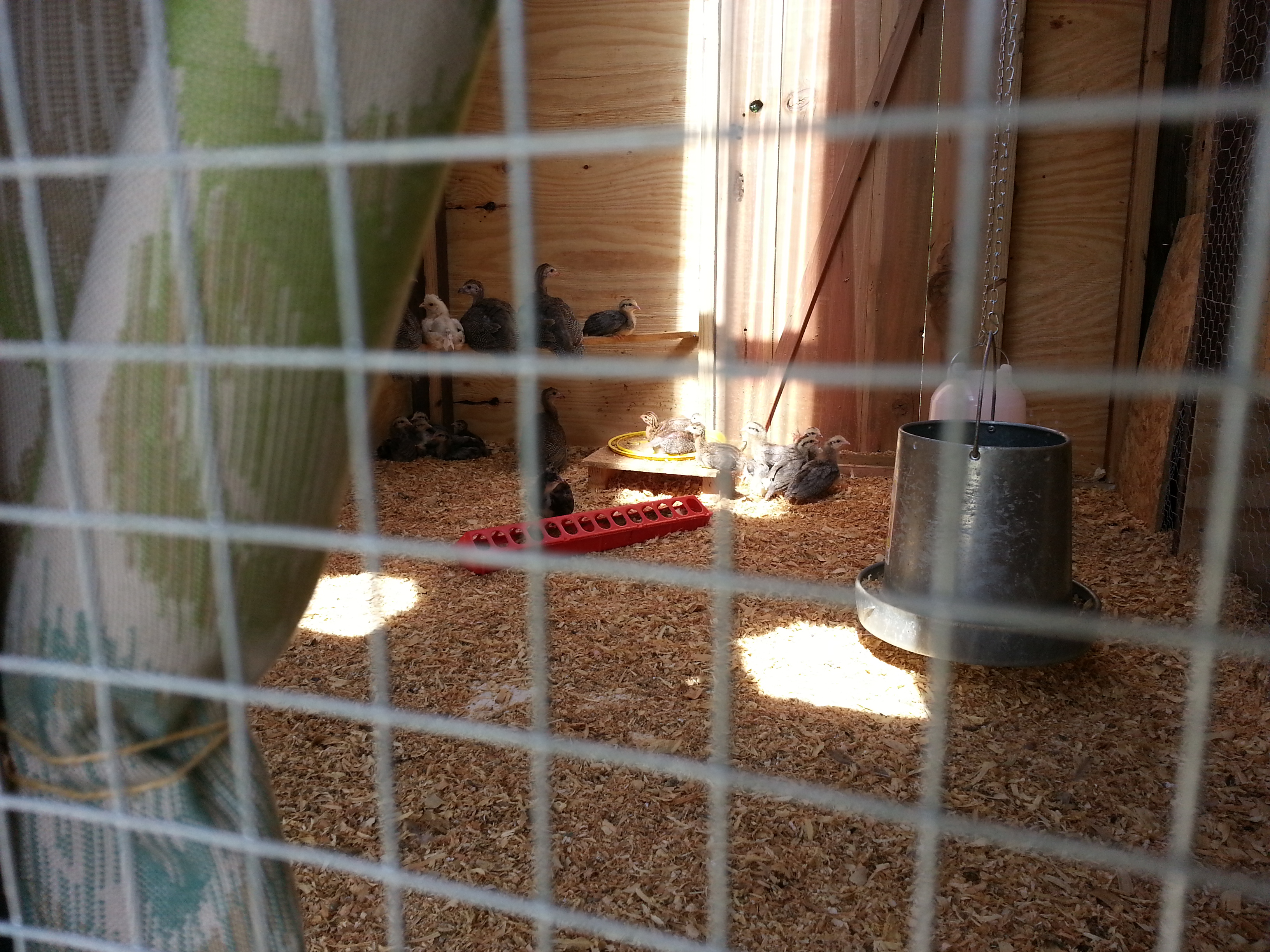 Enjoying the sun and their little roost, it looks like.  Still more work to do inside; but, we're getting there!