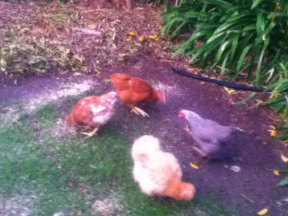 Enjoying their crumble for the morning