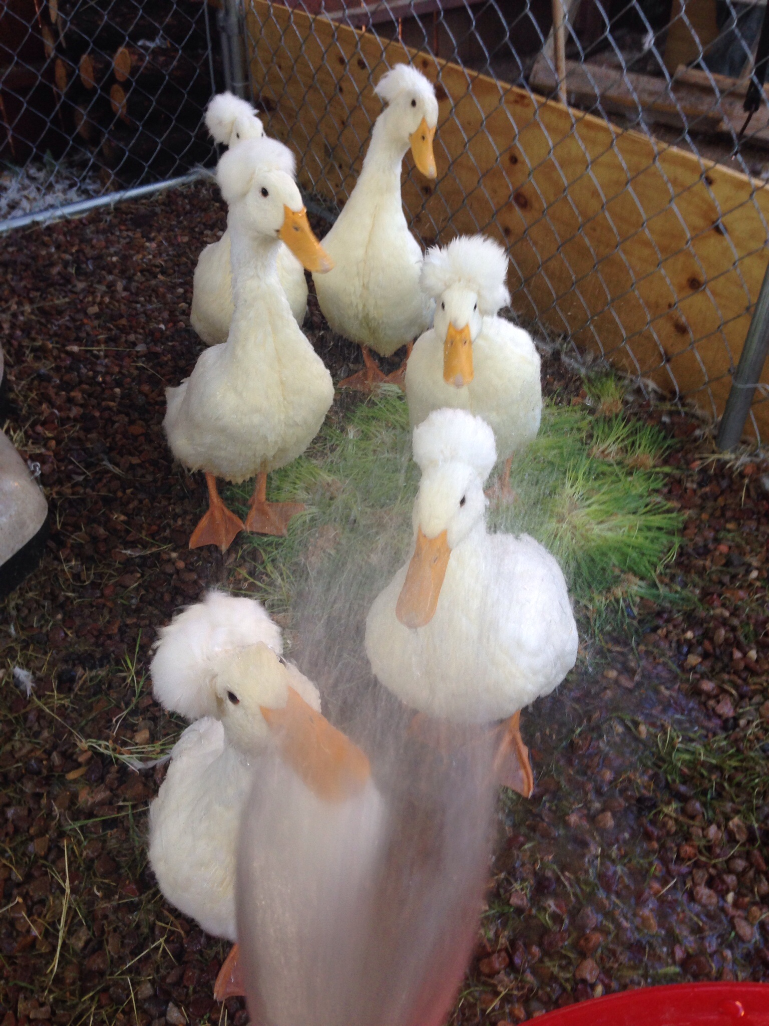 Enjoying their daily shower--bath tomorrow