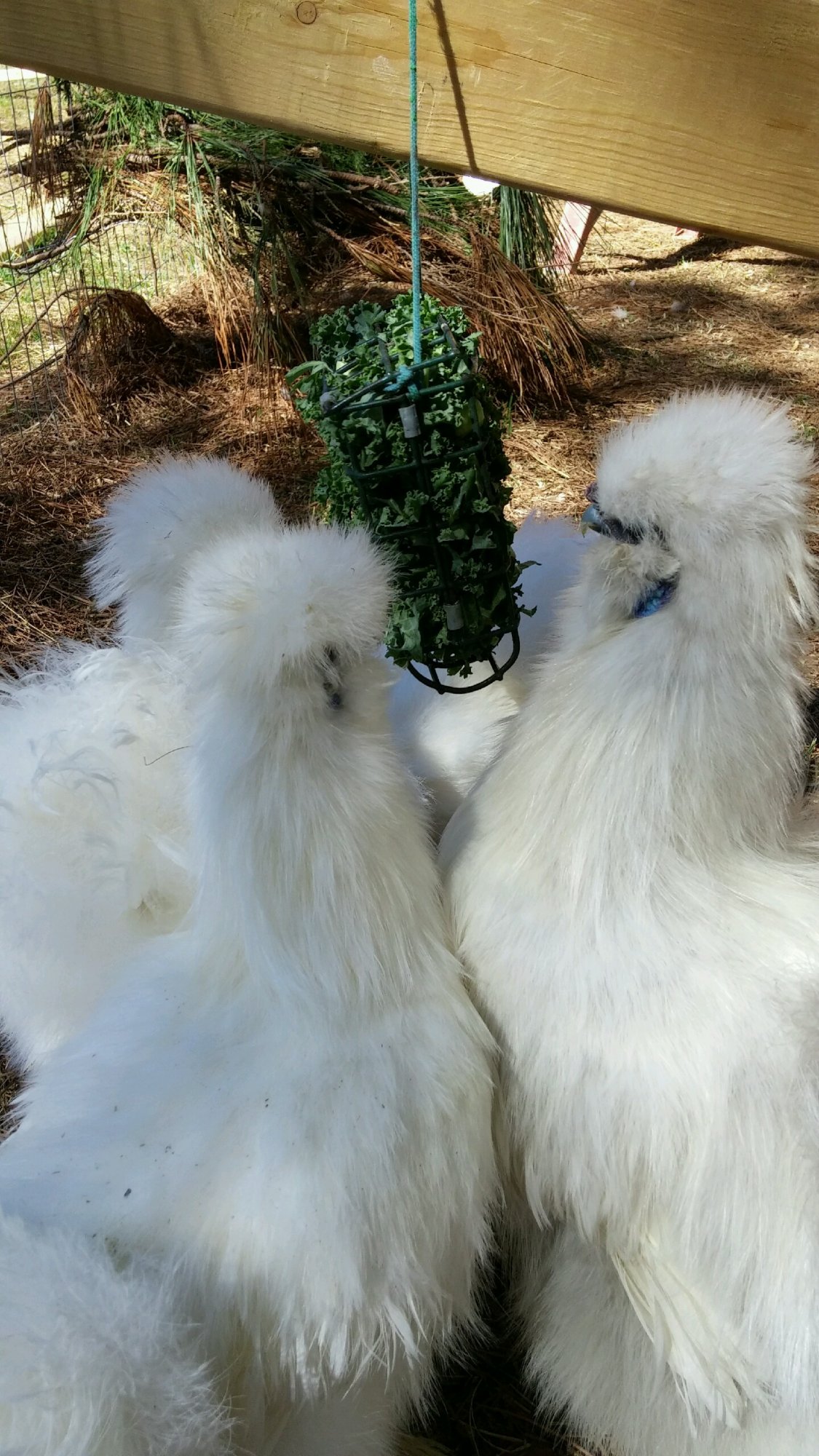 Enjoying Their Greens