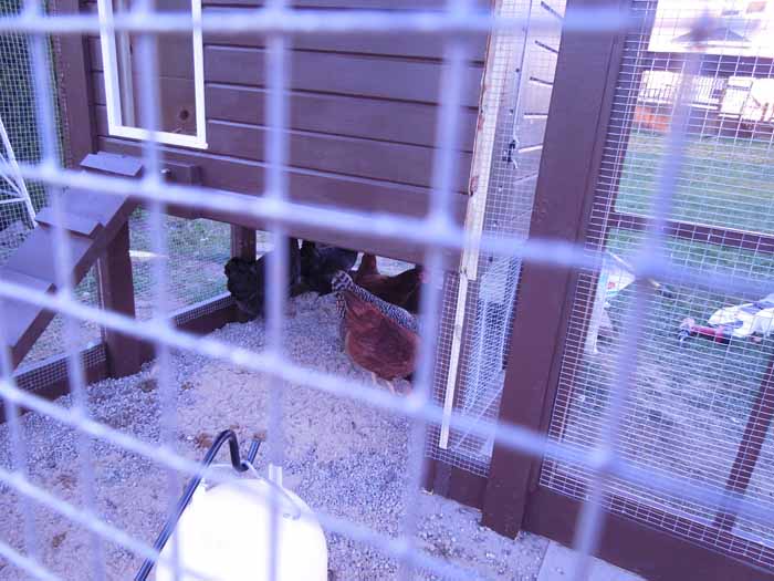 Enjoying their new digs.