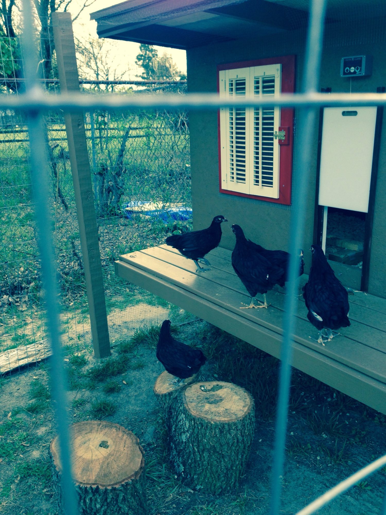 Enjoying their porch :)