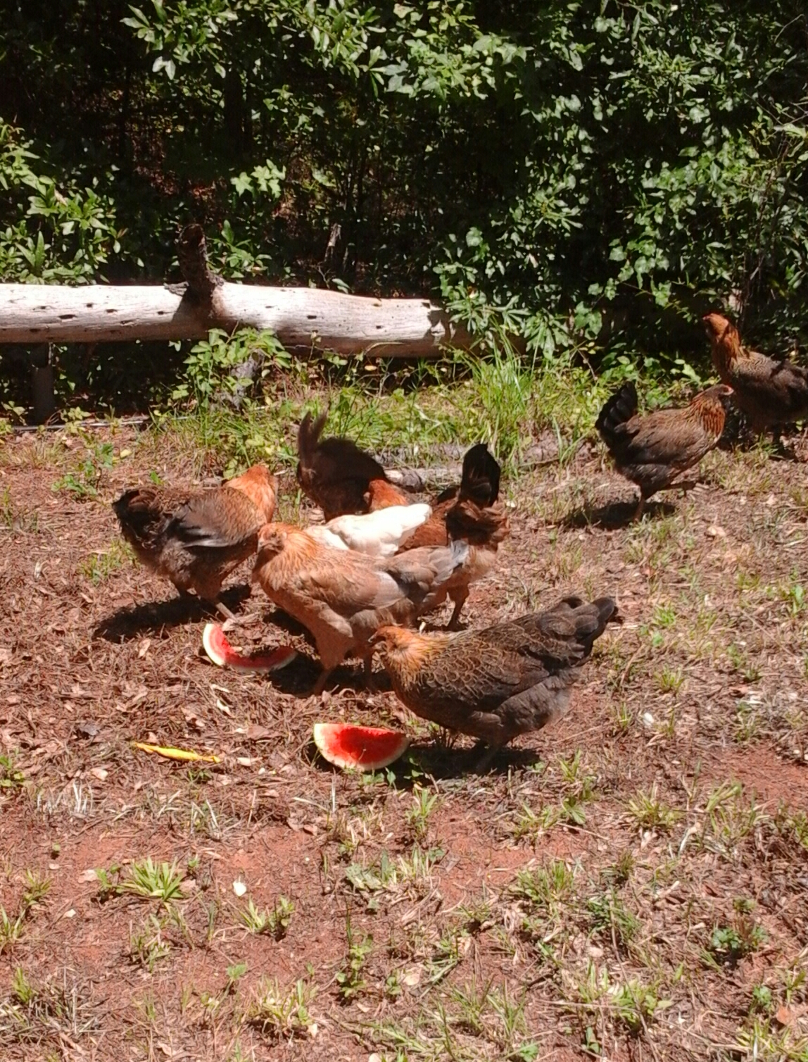 Enjoying their watermelon on this hot day