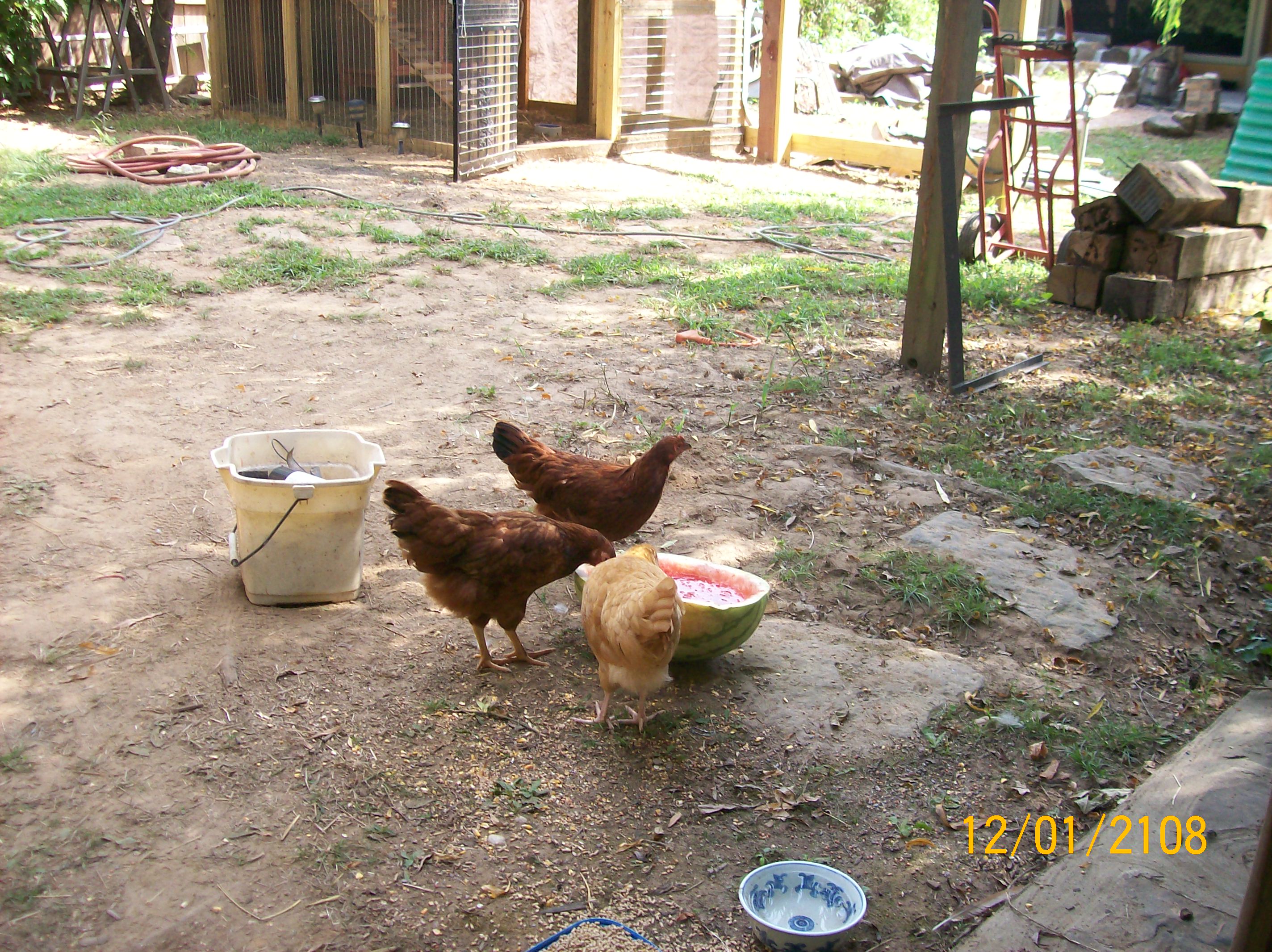 enjoying their watermelon