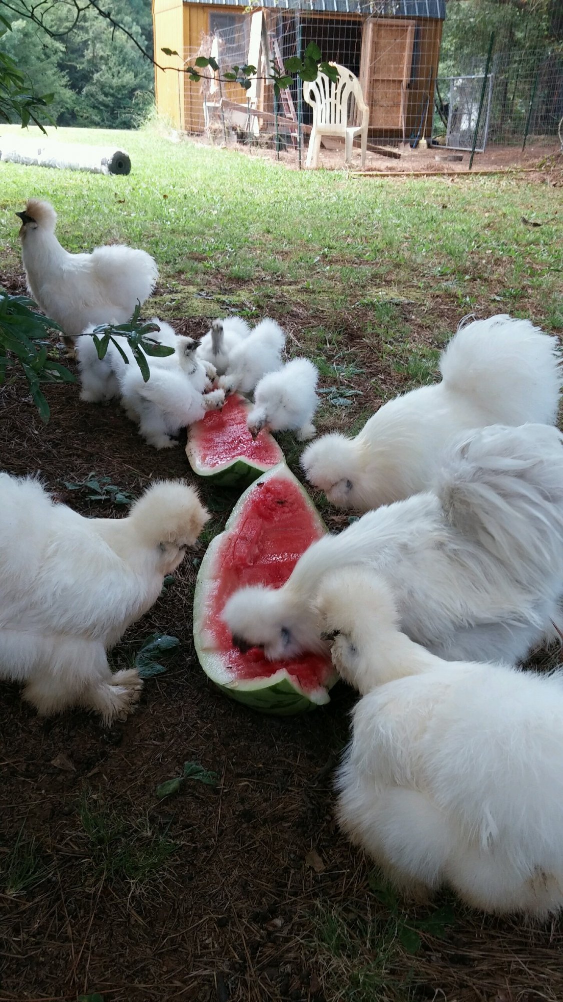 Enjoying Watermelon