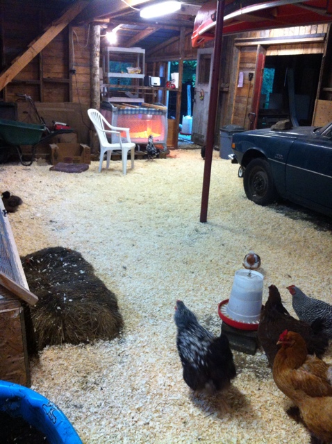 Entrance to chicken area there. Big door is now closed off and that part is for the silkies.