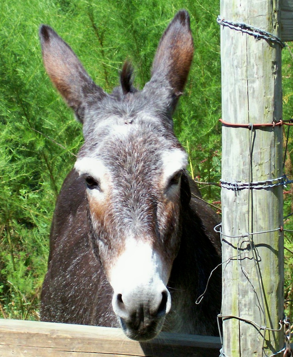 Equine & Livestock Show—2025 BYC Summer Fair 10.jpg