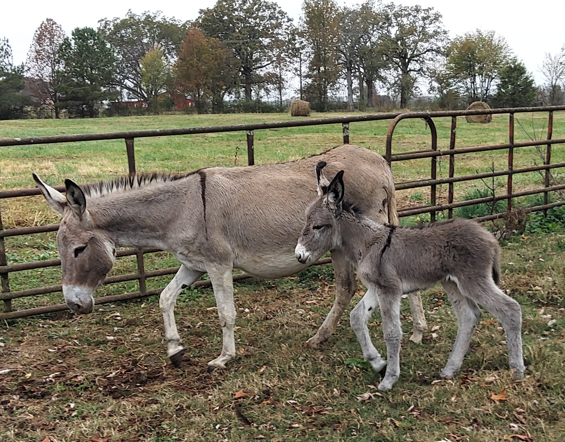 Equine & Livestock Show—2025 BYC Summer Fair 11.jpg
