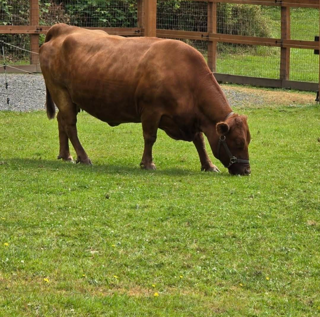 Equine & Livestock Show—2025 BYC Summer Fair 12.png