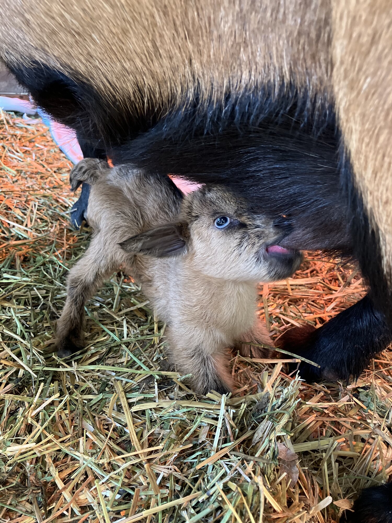 Equine & Livestock Show—2025 BYC Summer Fair 15.jpg