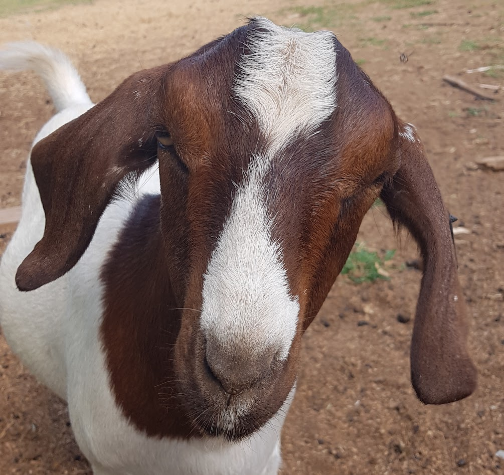 Equine & Livestock Show—2025 BYC Summer Fair 17.png
