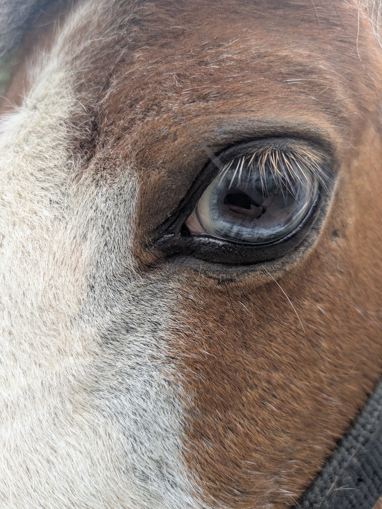 Equine & Livestock Show—2025 BYC Summer Fair 2.jpg