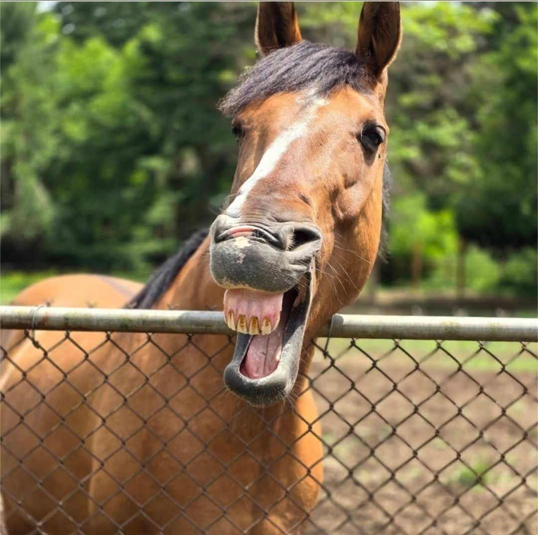 Equine & Livestock Show—2025 BYC Summer Fair 3.png