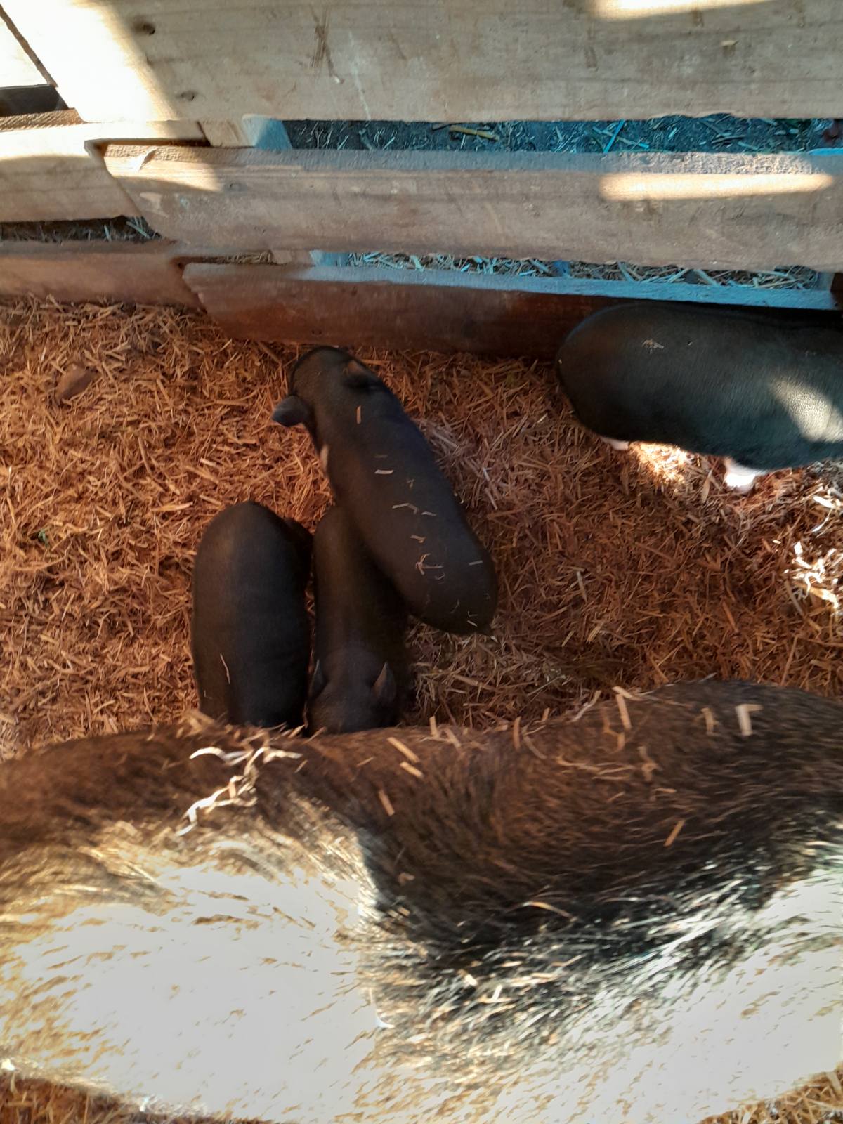 Equine & Livestock Show—2025 BYC Summer Fair 5.jpg