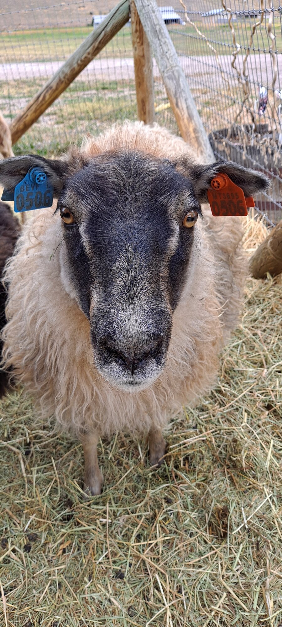 Equine & Livestock Show—2025 BYC Summer Fair 7.jpg