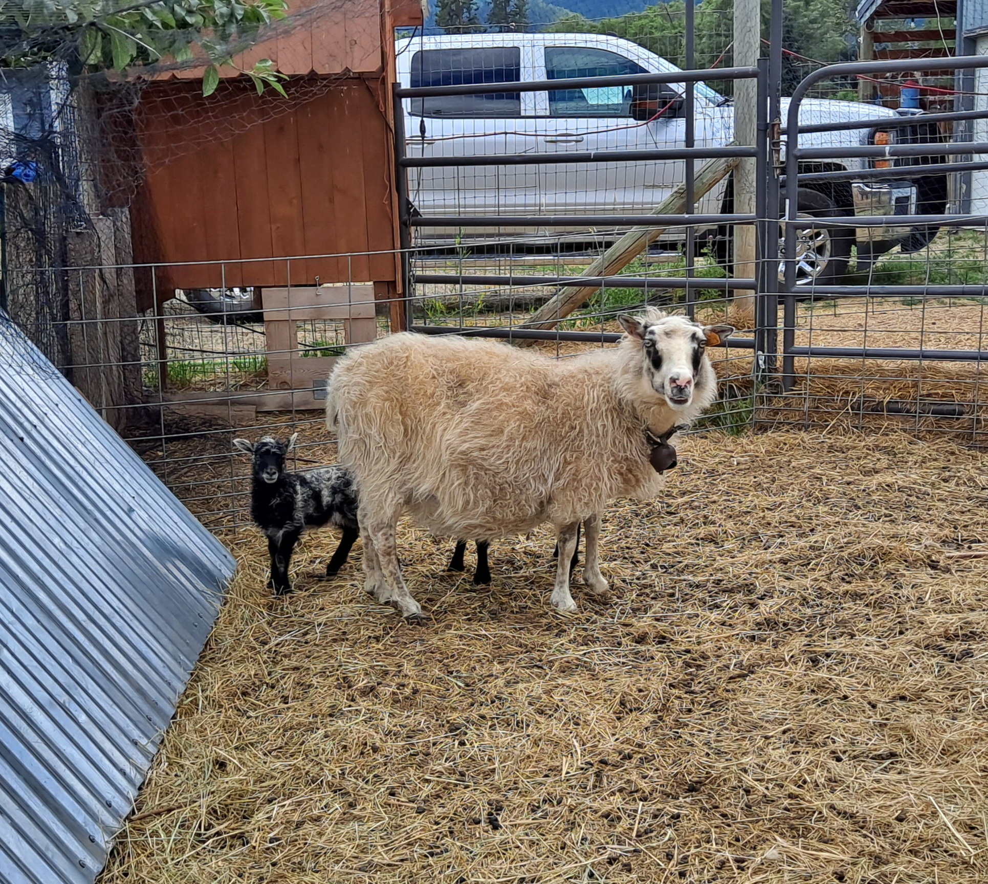 Equine & Livestock Show—2025 BYC Summer Fair 9.jpg
