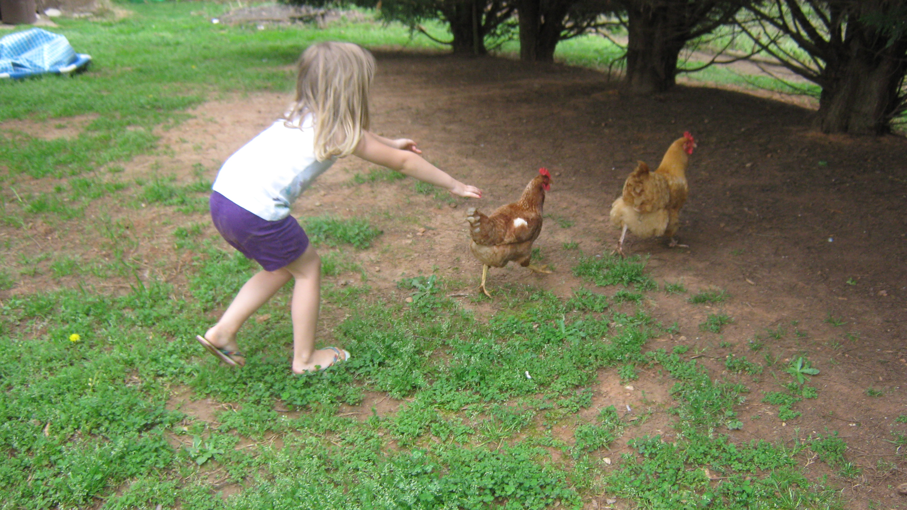 Erika trying to catch her favorite Comet "Thelma" and an Orpington
