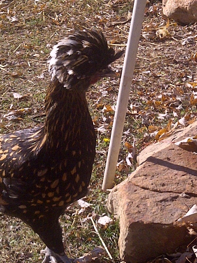 Erin again...trying to get back in the coop