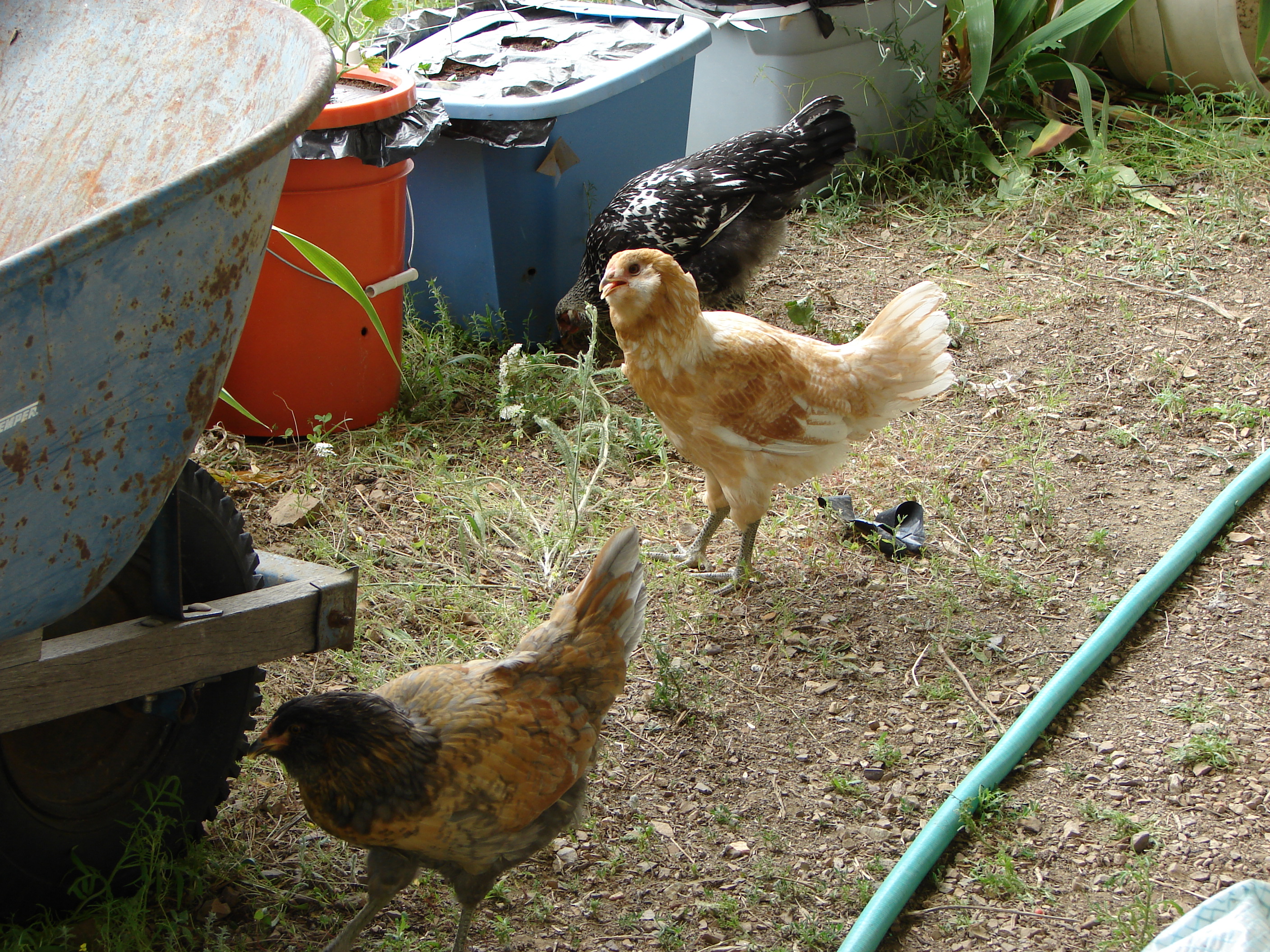 Escape artists, almost got into the container garden.