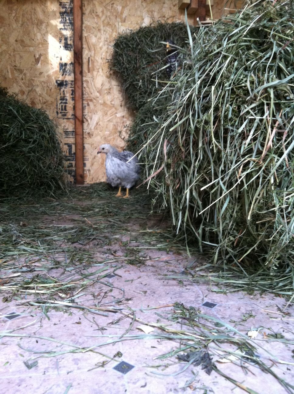 Escapee' from brooder