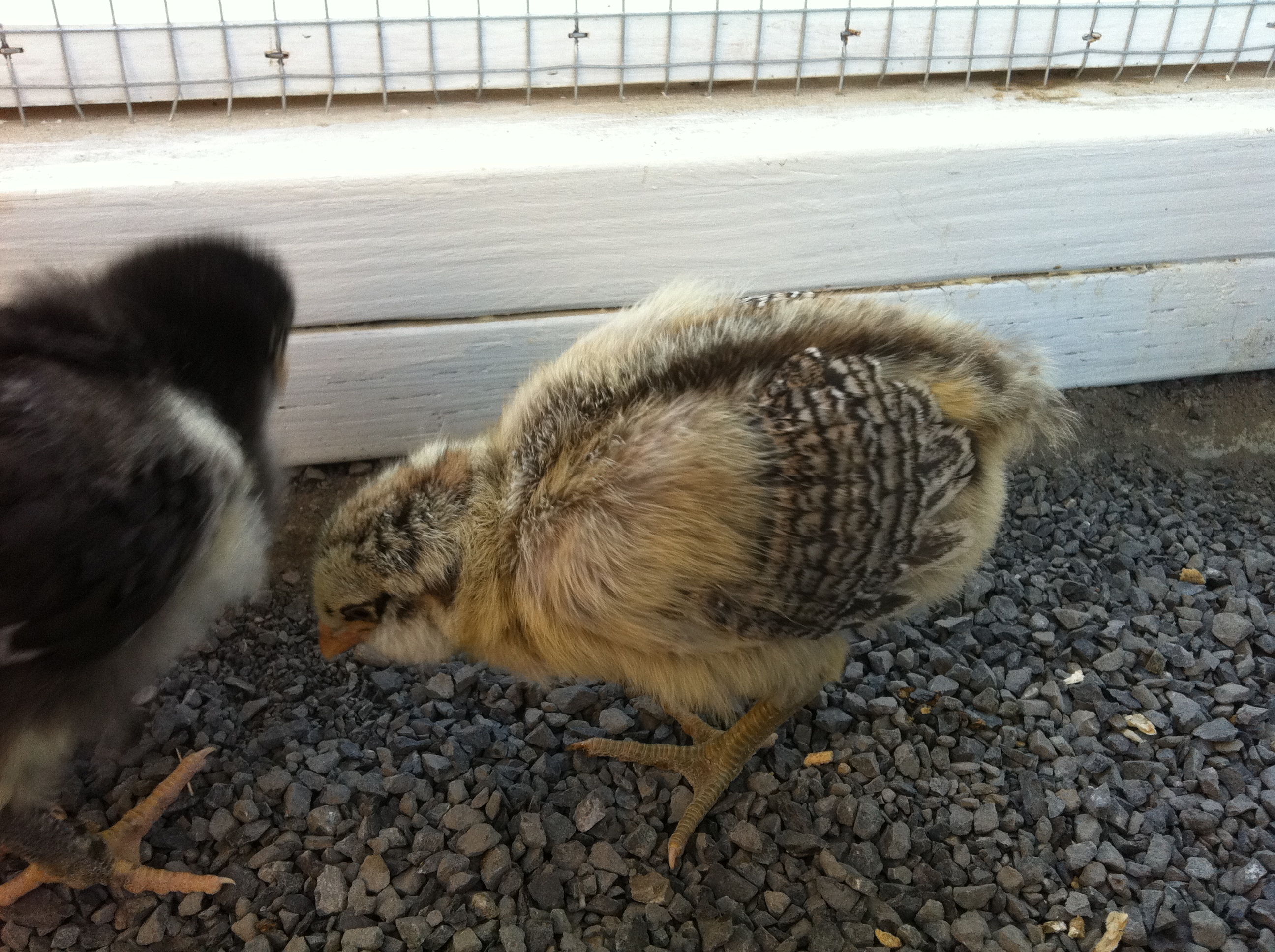 Ester the Easter Egger is not very friendly.  But lots of pretty colors.