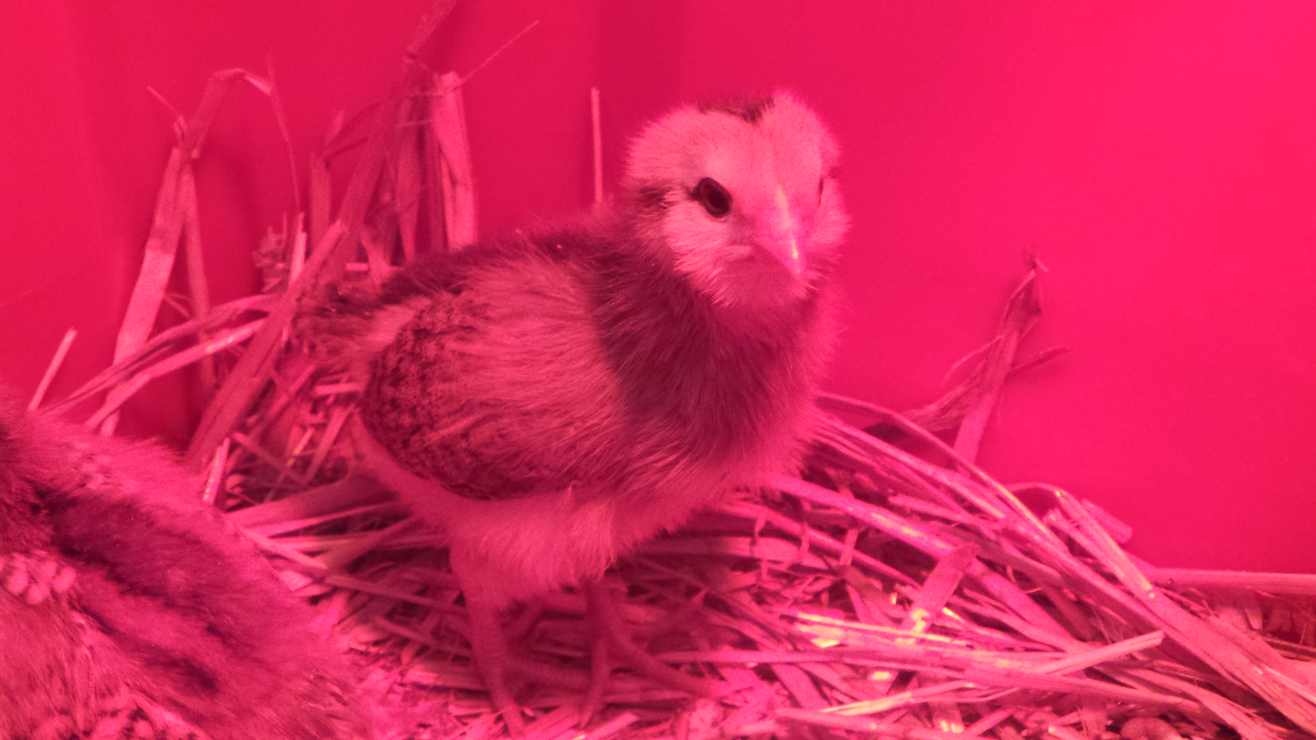 Ester, Week old EE.