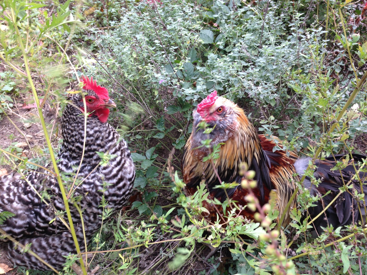 Esther and Peep in the garden!