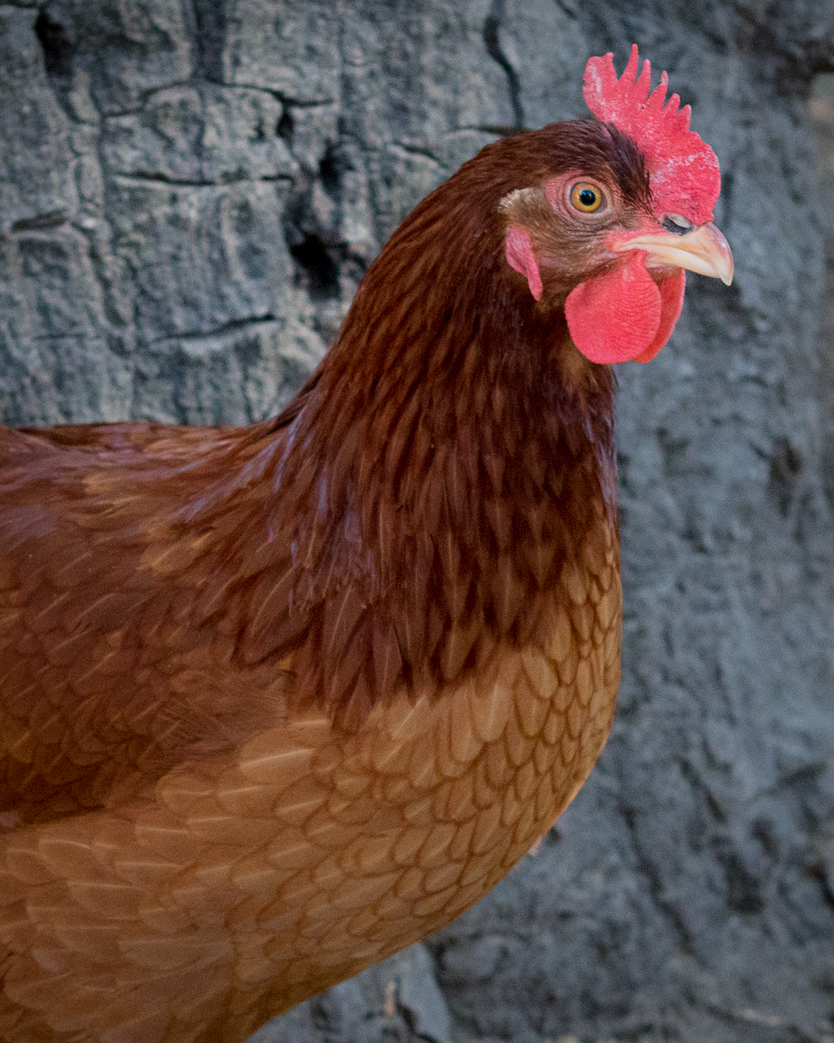 Esther (Rhode Island Red)