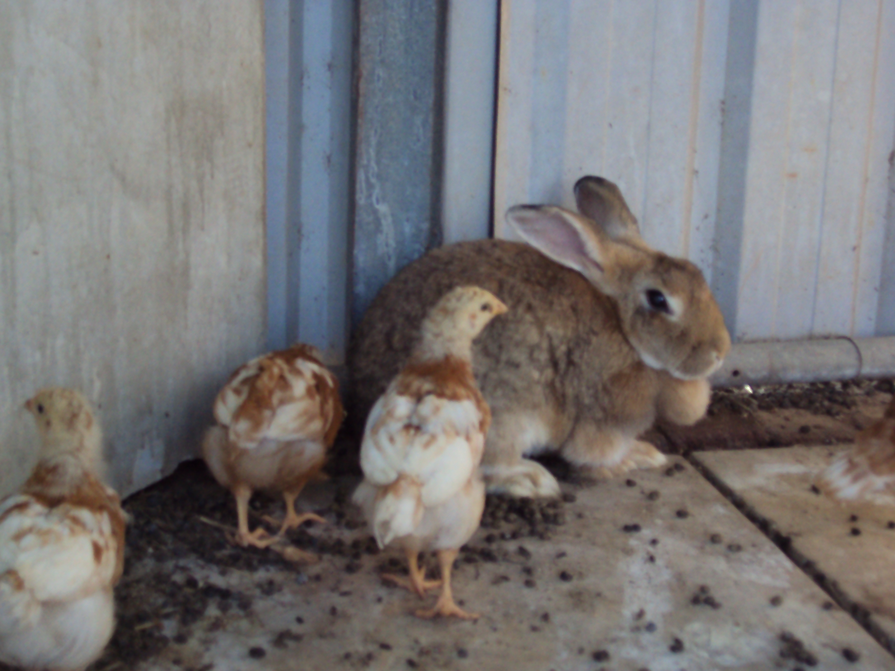 Esther supervising the littlies