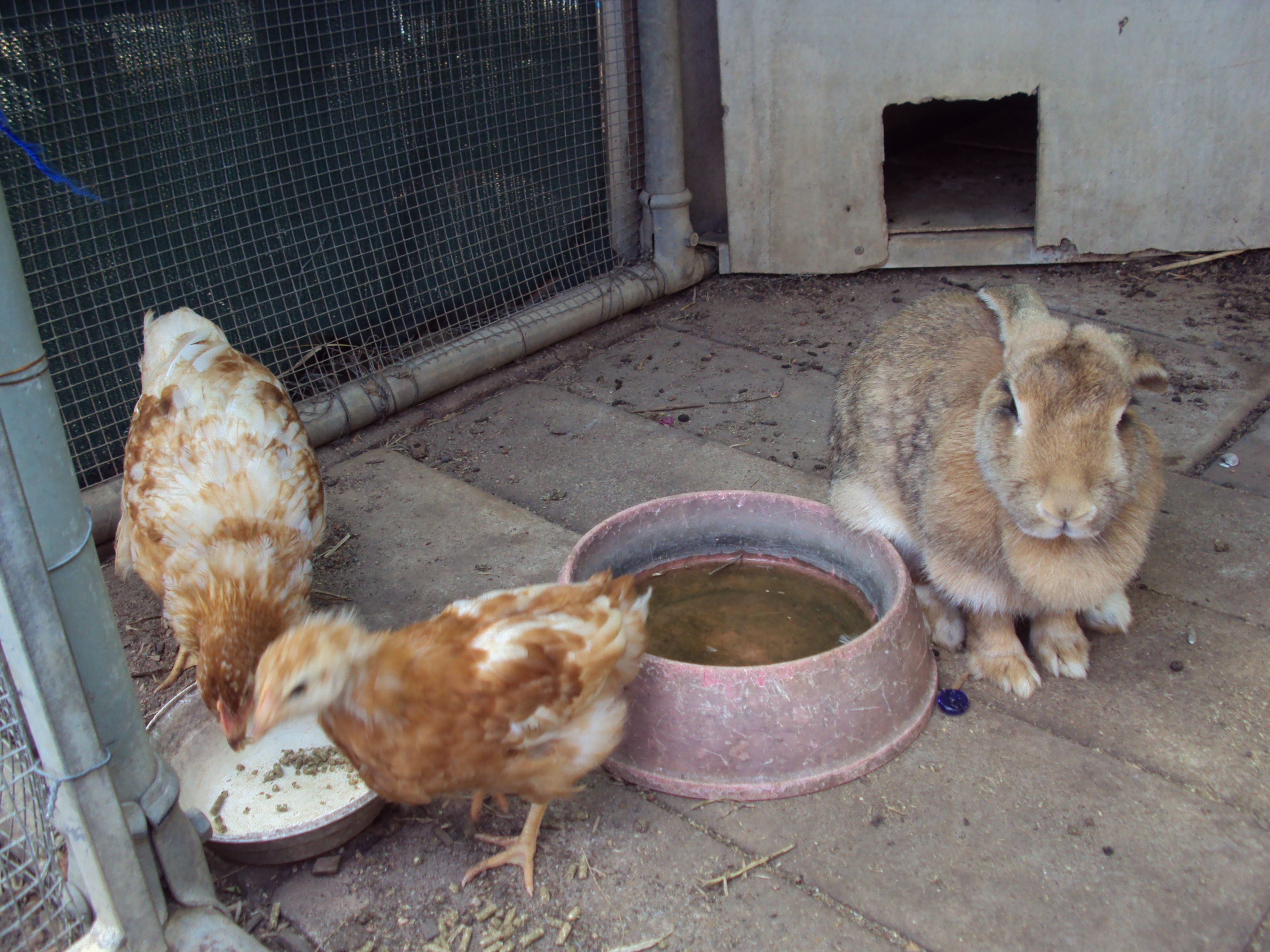 Esther the rabbit with her chicken friends