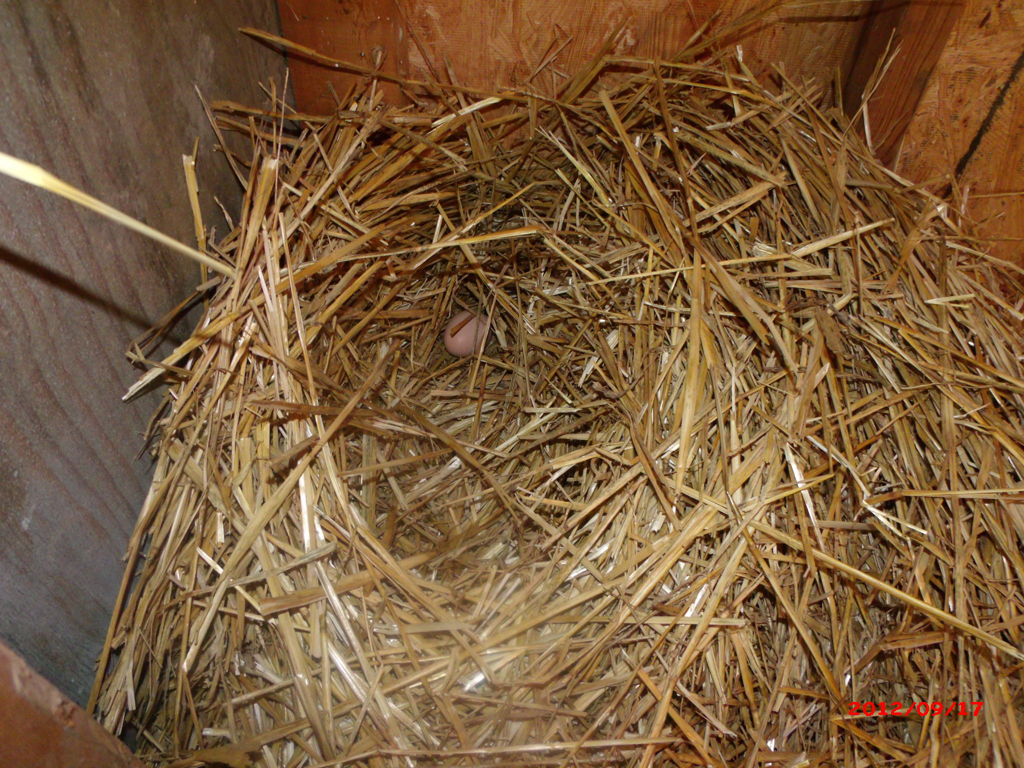 Esther's nest...and it's not in her nesting box(es) - neither one.  Pushed all the hay up in a pile and there she went!
