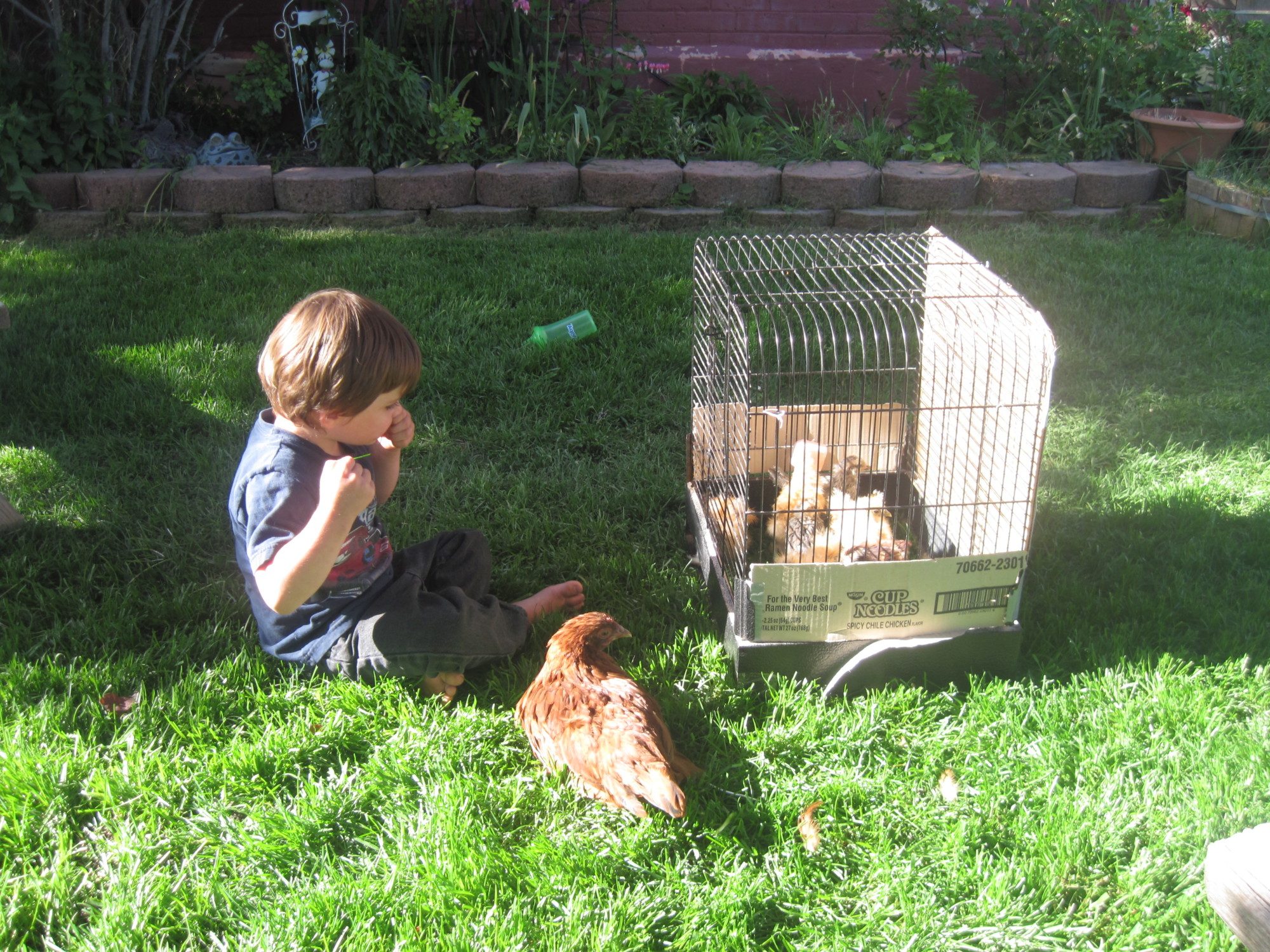 Ethan and Little Red looking at the bantams