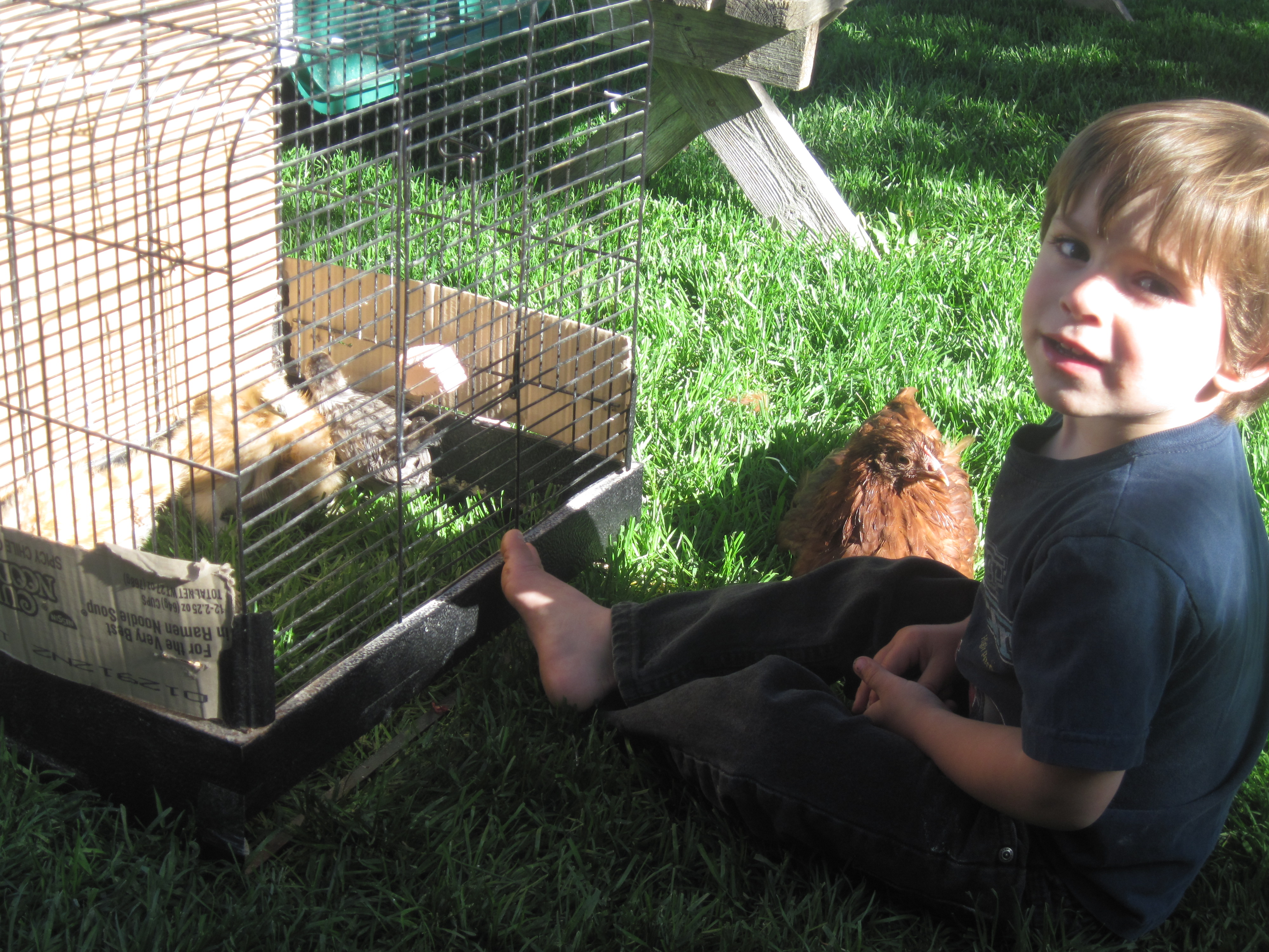 Ethan and Little red with the bantams