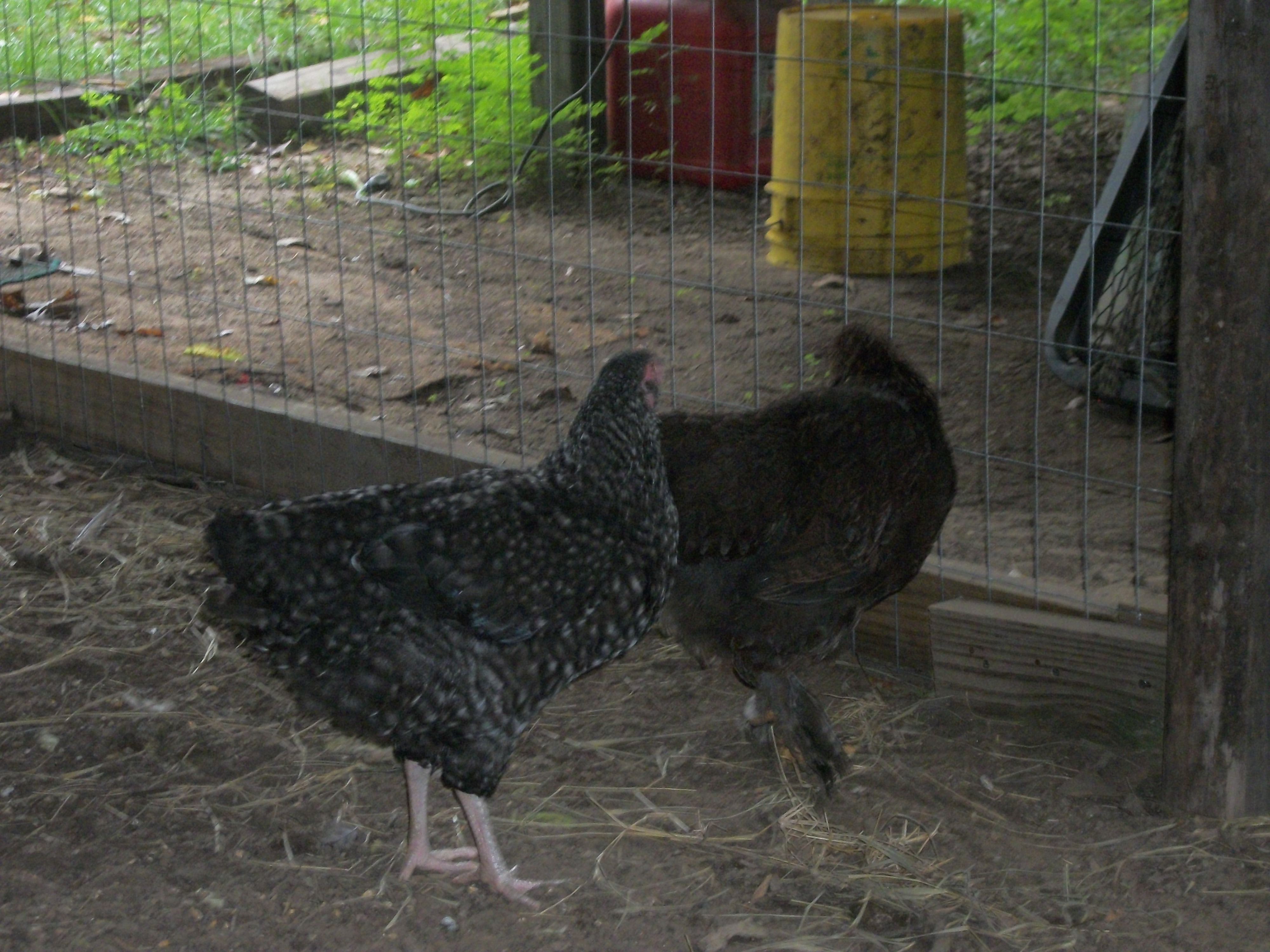 Ethel and cocoa