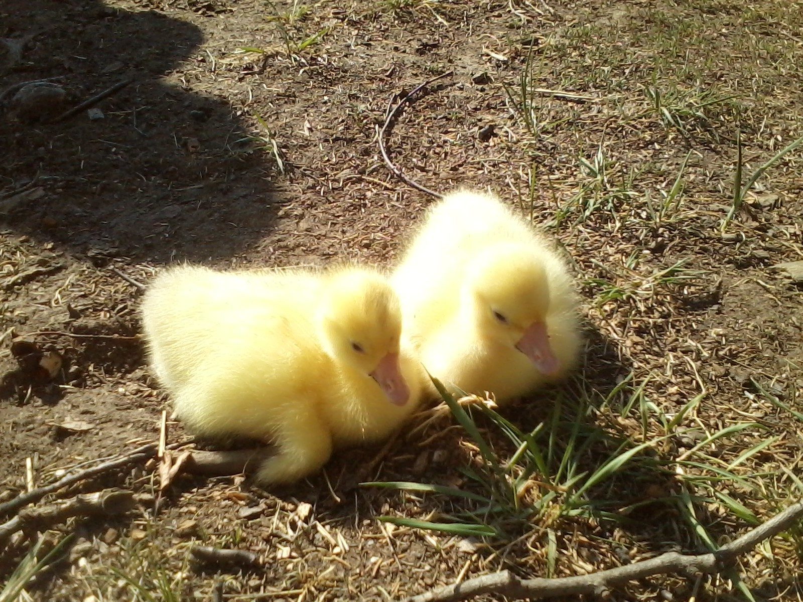 Ethel and Fred, around a week old.