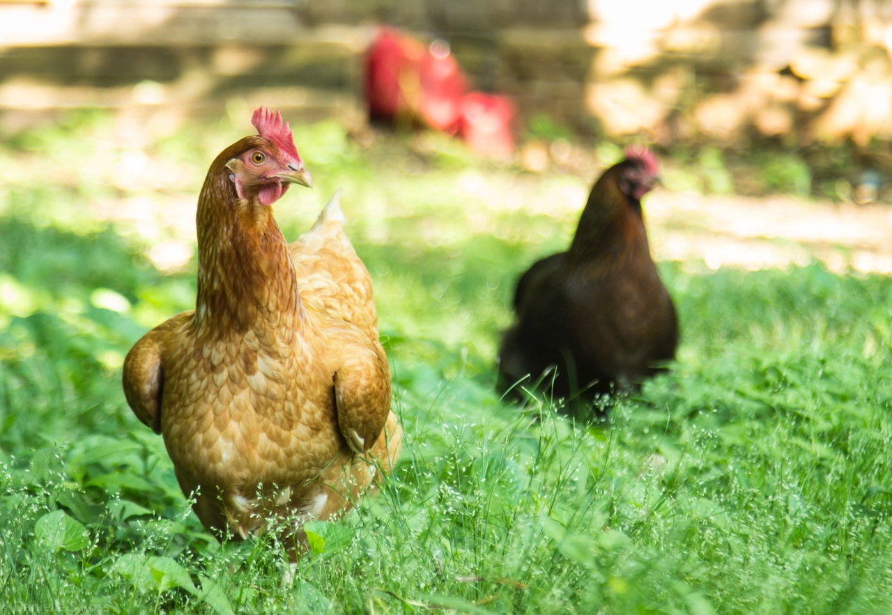 Ethel and Metoo May 2015