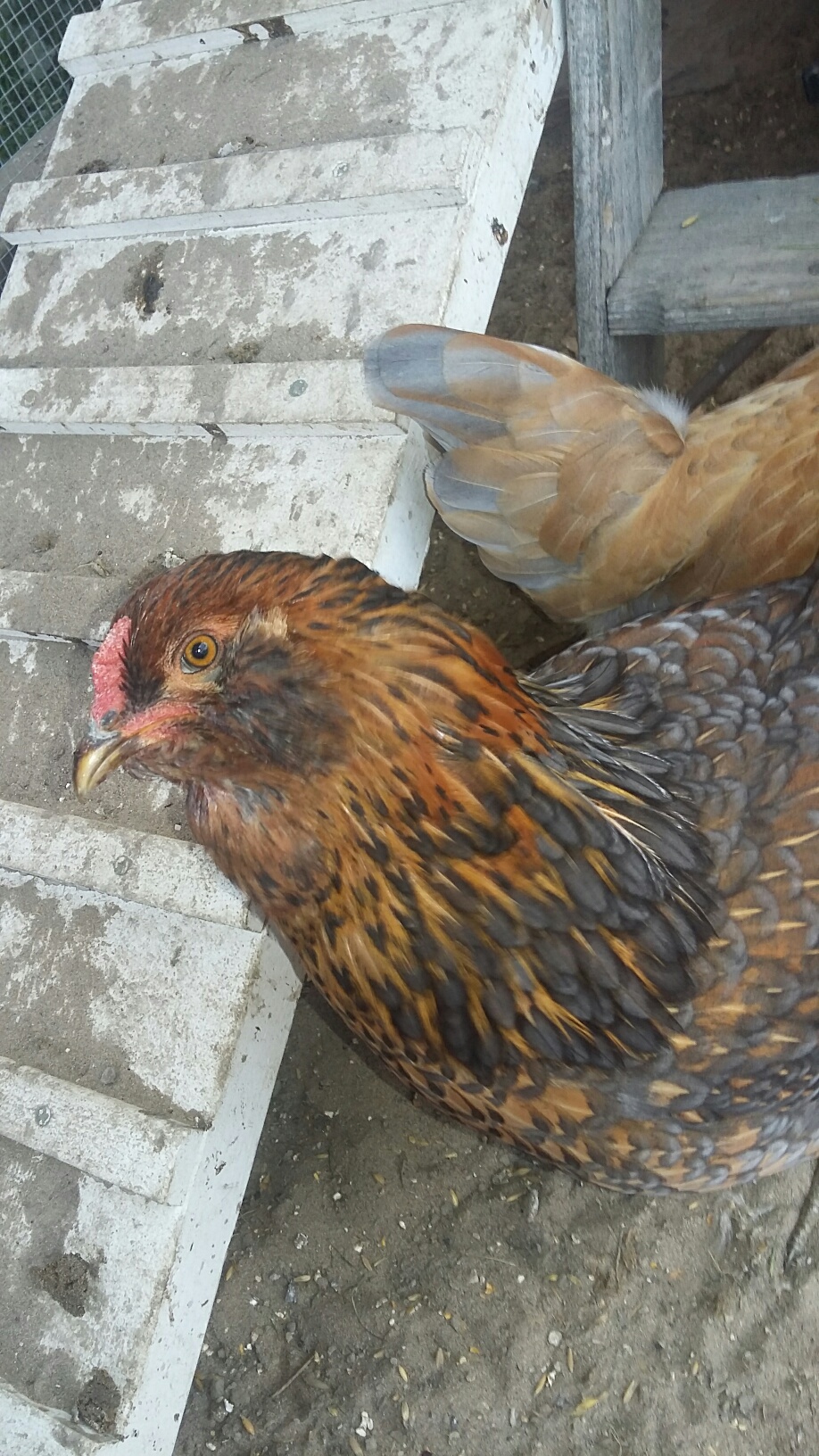 Ethel (EE)