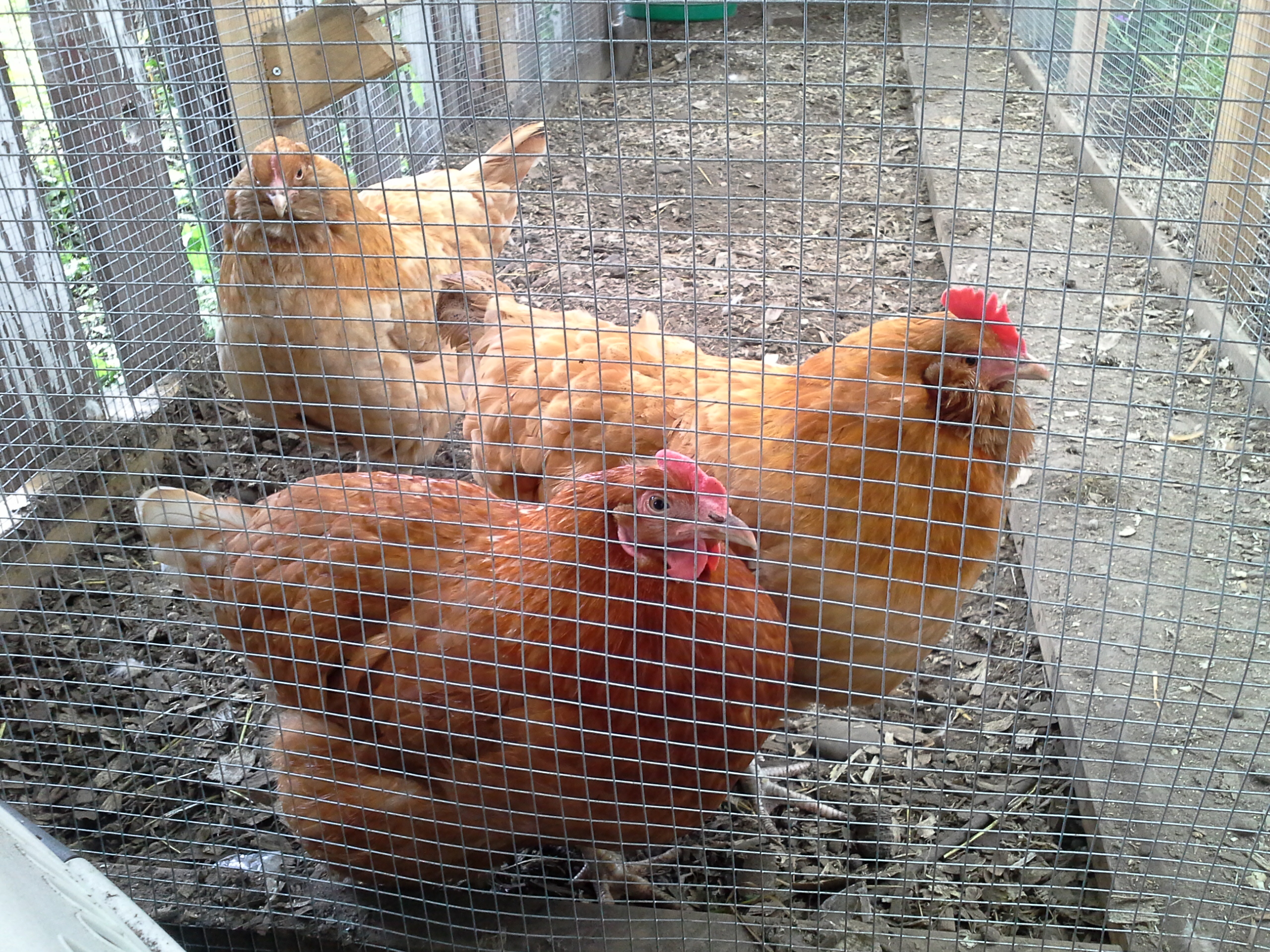 Ethel, Gladys, and Mildred.  June 2014