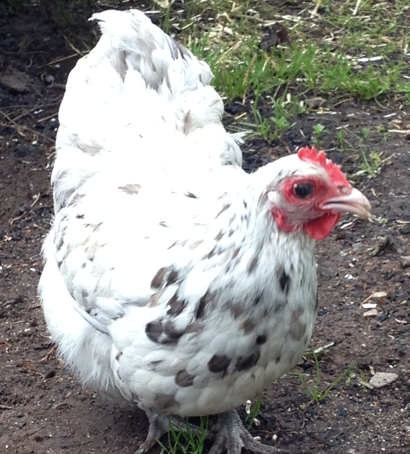 Ethel is adorable Orpington bantam