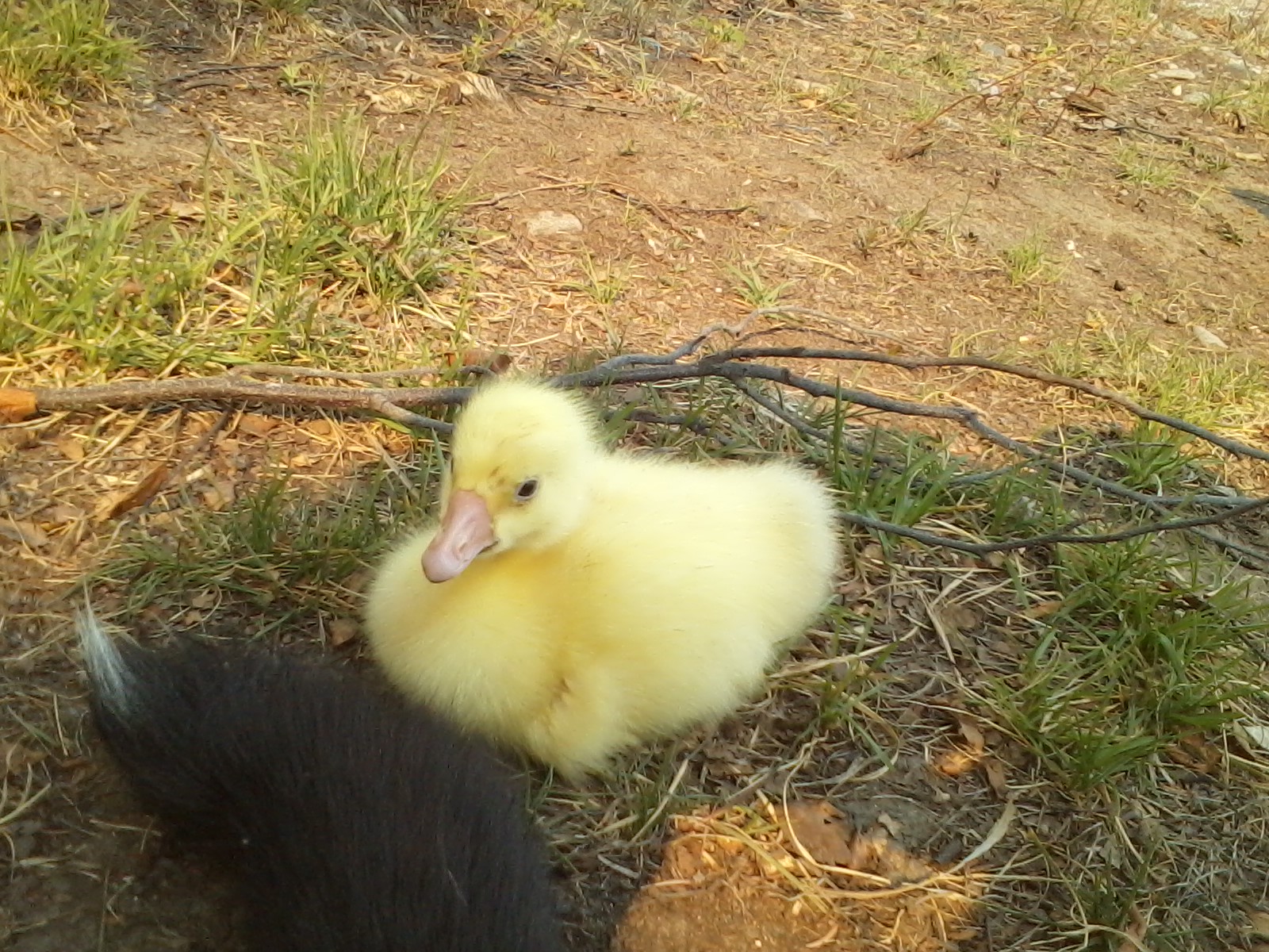 Ethel, my White Chinese female hanging out with the dog (tail).