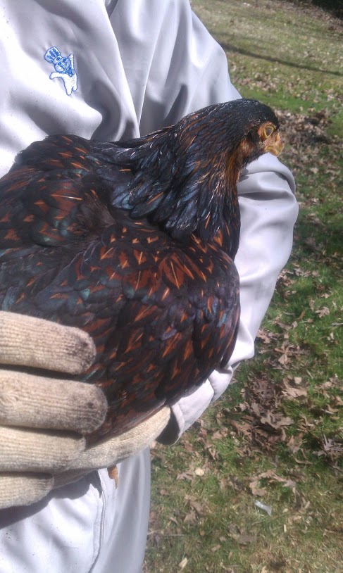 Ethel, she is so very friendly. The first one to fly up and talk into my ear while I am doing chores. Also the last one to go in before I closeup.
